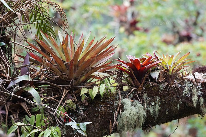 Bromeliads (Bromelia sp.) in tree
