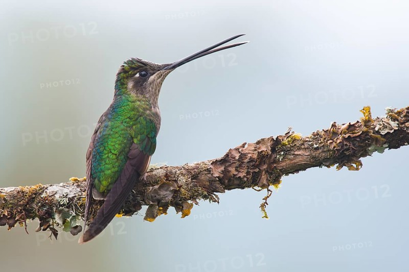Magnificent Hummingbird (Eugene fulgens) perched on a branch