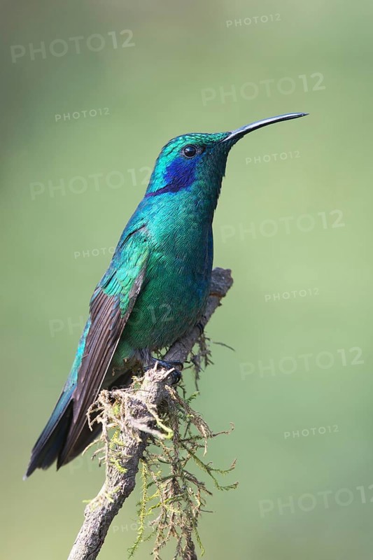 Green violetear (Colibri thalassinus) sitting on branch