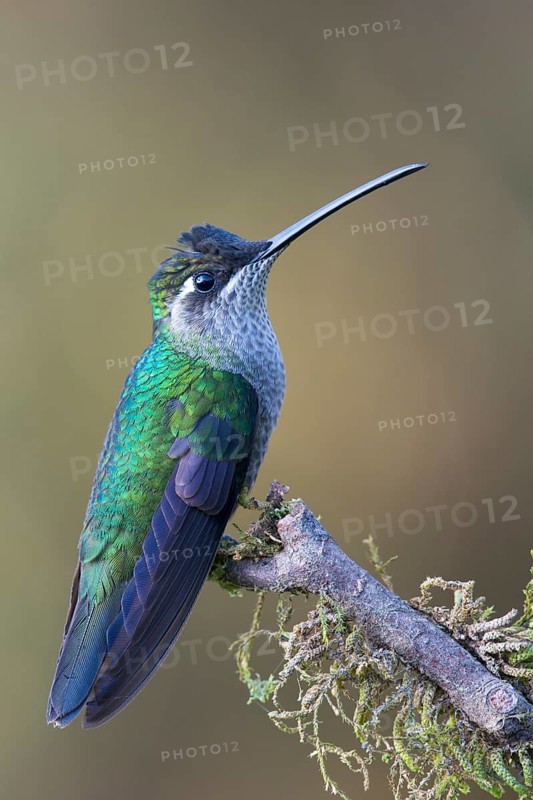 Magnificent Hummingbird (Eugene fulgens) perched on a tree branch