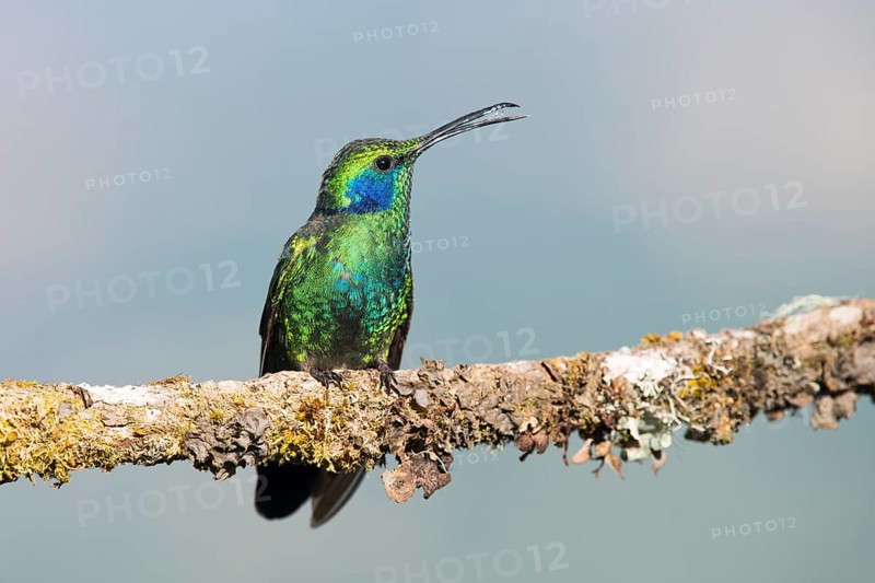 Green violetear (Colibri thalassinus) sitting on branch