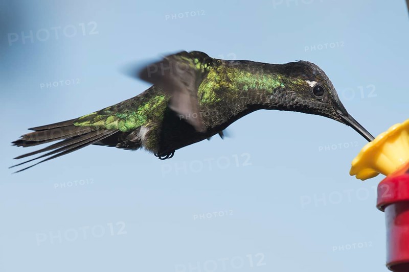 Magnificent Hummingbird (Eugene fulgens) in flight