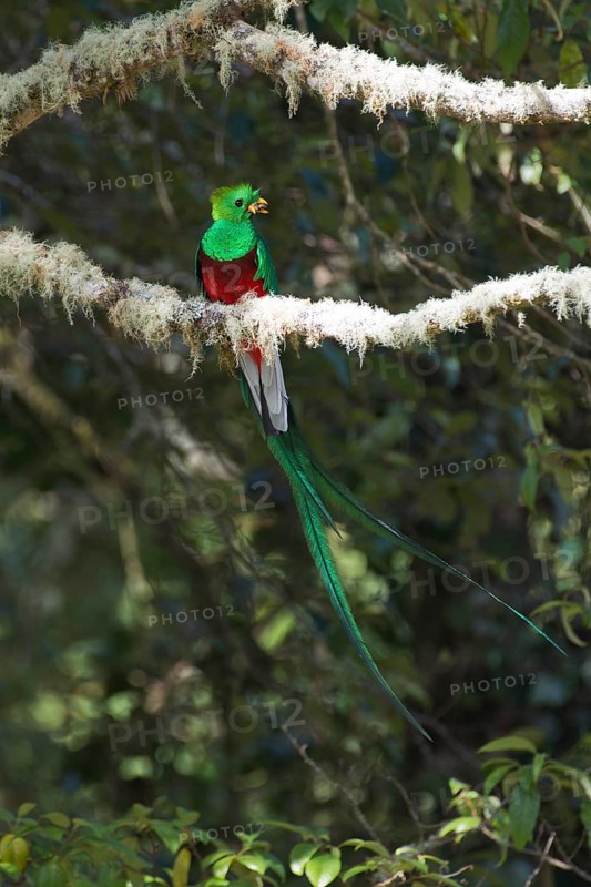 Resplendent quetzal (Pharomachrus mocinno) sitting on mossy branch
