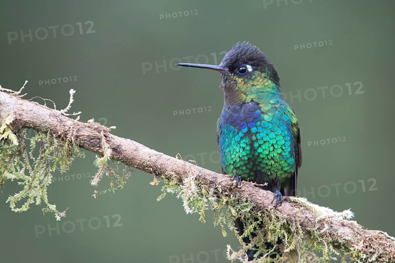 Fiery-throated hummingbird (Panterpe insignis) sitting on branch