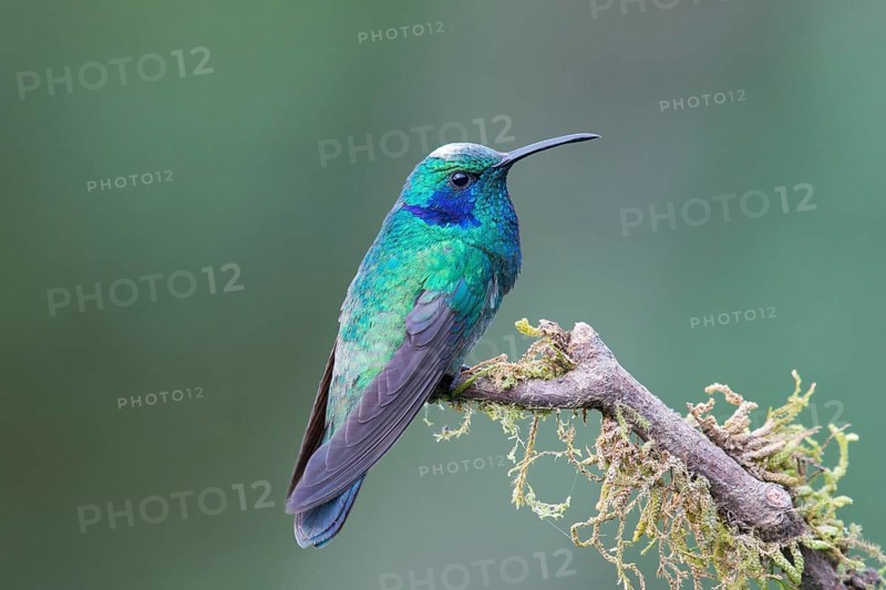 Green violetear (Colibri thalassinus) sitting on branch