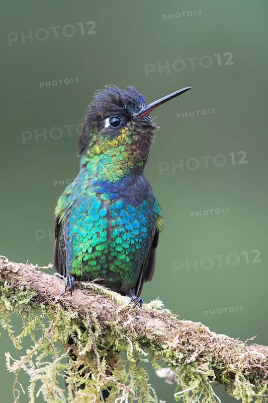 Fiery-throated hummingbird (Panterpe insignis) sitting on branch