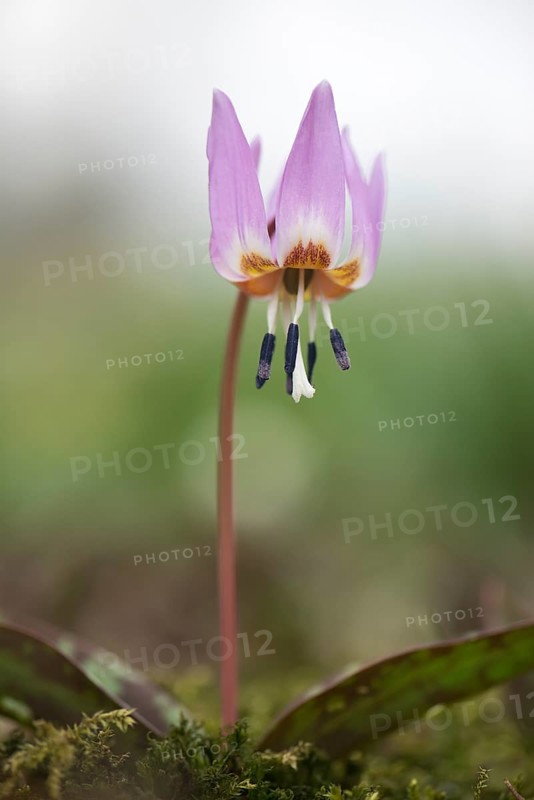 Dogtooth Violet (Erythronium dens-canis)
