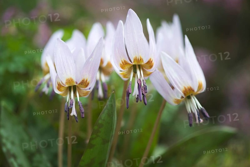 Dog's-tooth-violet (Erythronium dens-canis)