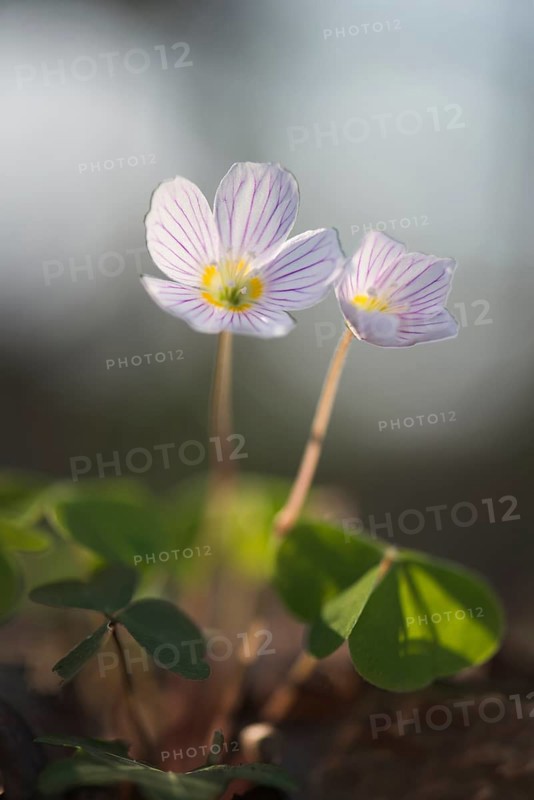 Wood sorrel (Oxalis acetosella)