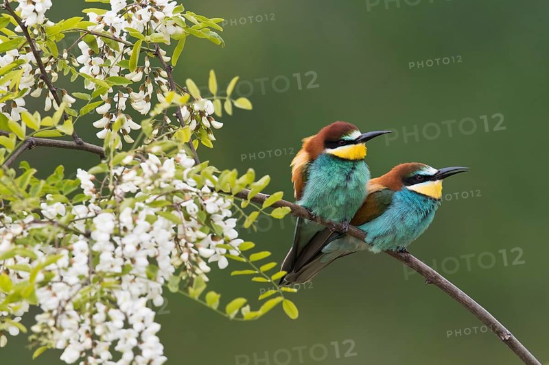 Bee-eaters (Merops apiaster)