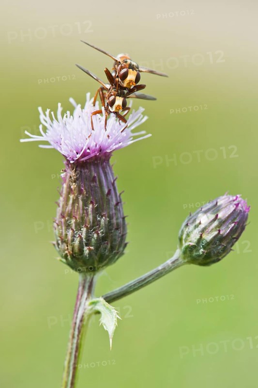 Sicus ferrugineus (Sicus ferrugineus)