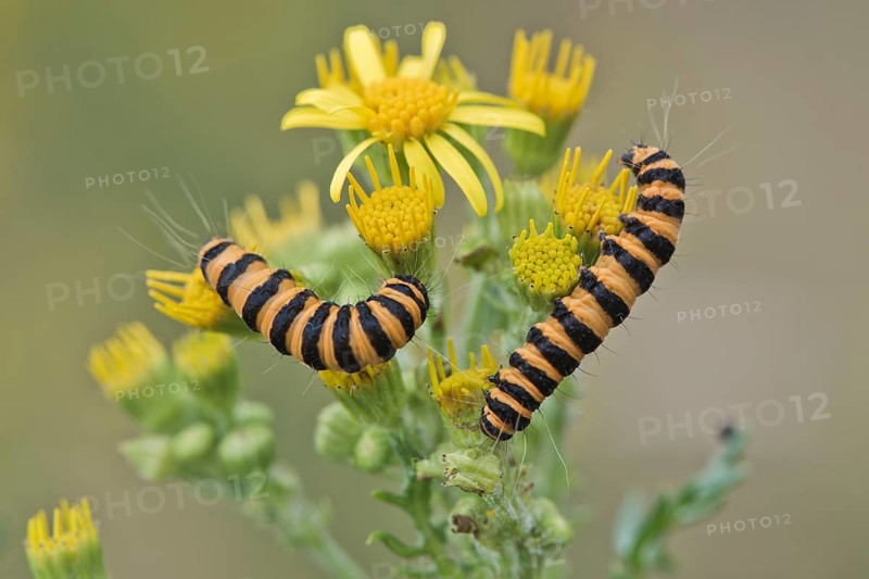 Caterpillars from Cinnabar Moth (Tyria jacobaeae)