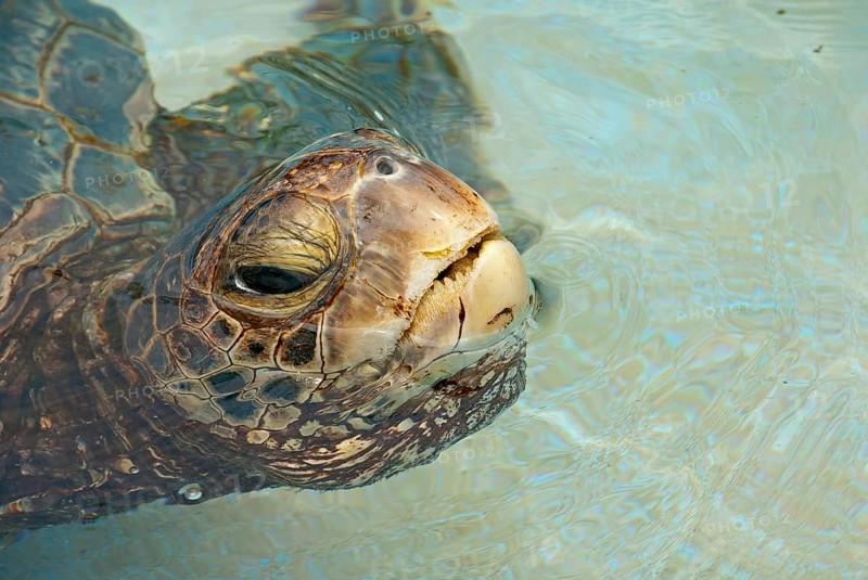 Green Sea Turtle (Chelonia mydas) in the water