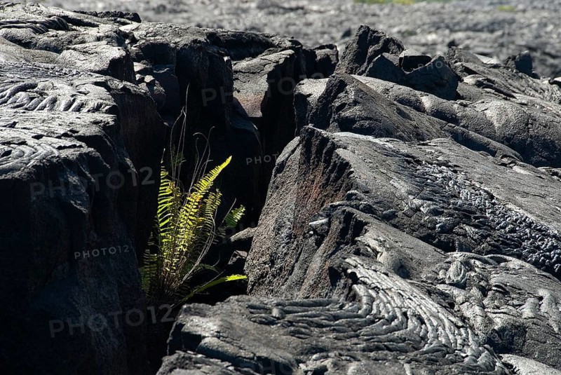 Ferns in lava crack