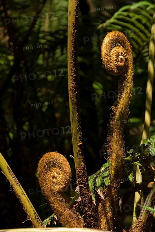 Tree Fern (Cyatheales)