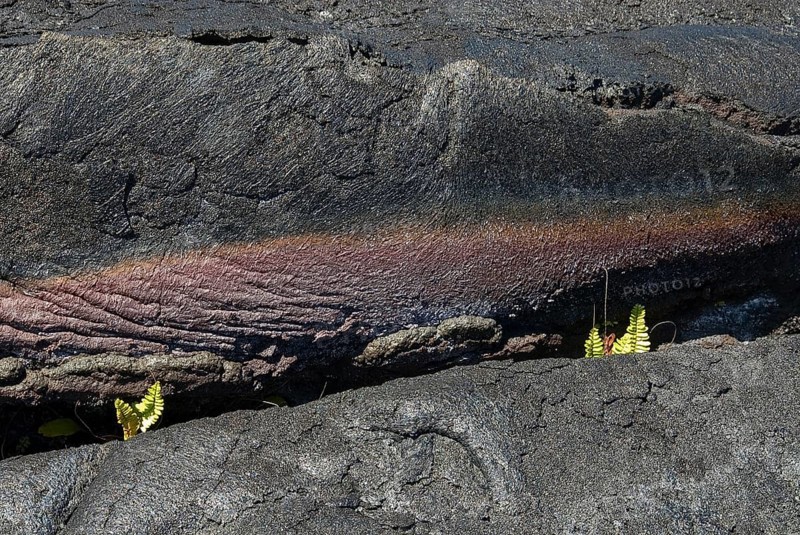 Ferns in lava crack