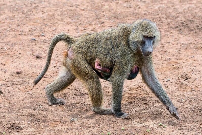 Anubis baboon or olive baboon (Papio anubis)