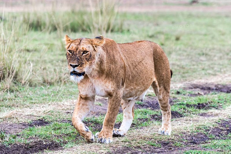 Lioness (Panthera leo)