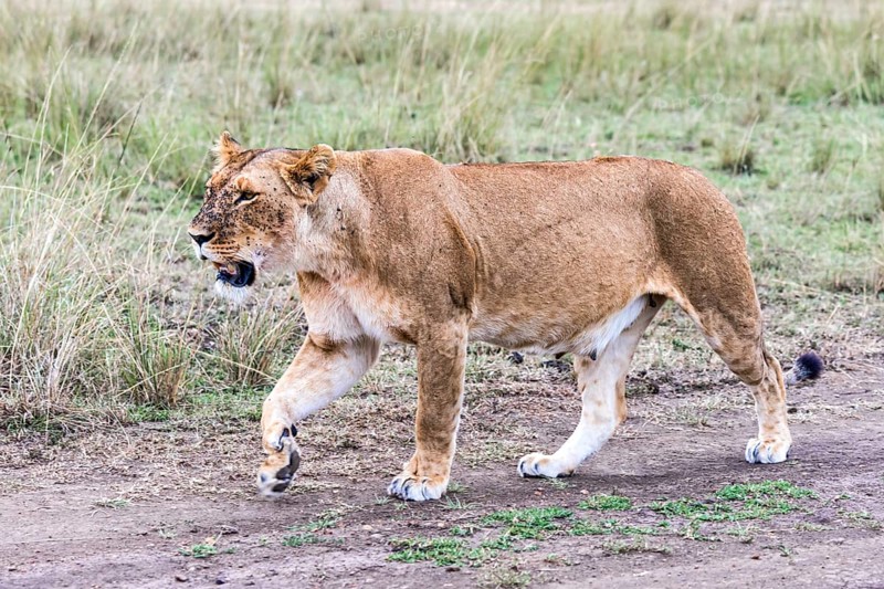 Lioness (Panthera leo)