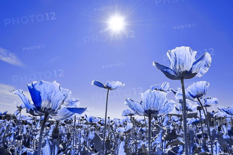 Field with flowering Opium Poppy (Papaver somniferum)