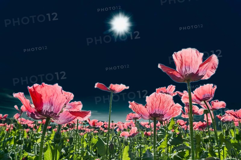 Field with flowering Opium Poppy (Papaver somniferum)