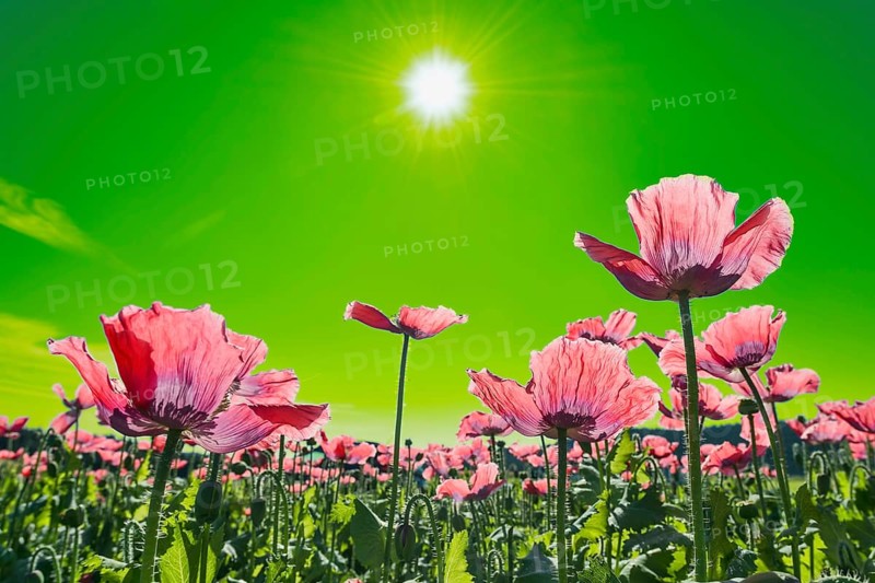 Field with flowering Opium Poppy (Papaver somniferum)