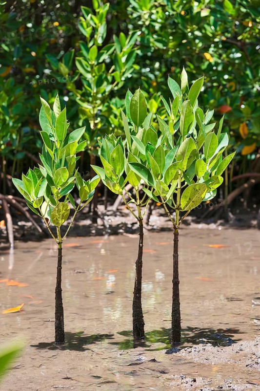 Red Mangrove (Rhizophora mangle)