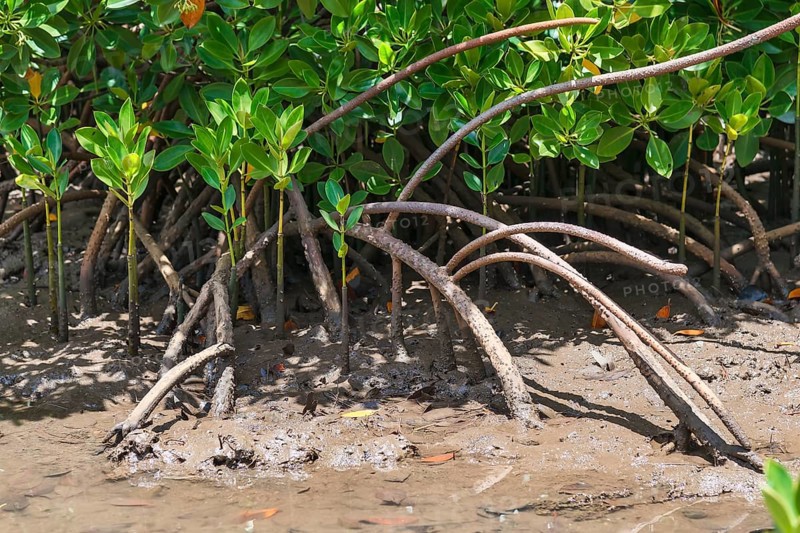 Red Mangrove (Rhizophora mangle)