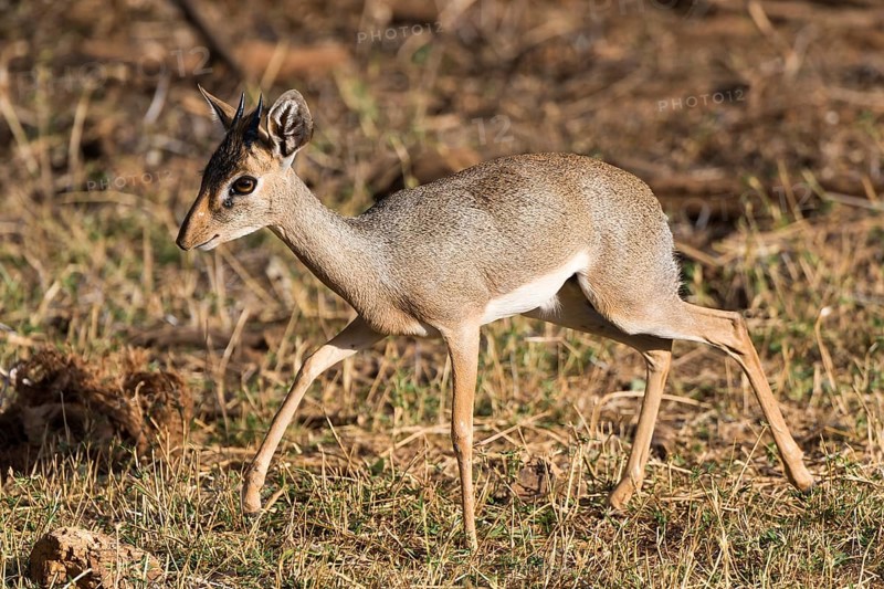 Dik-dik (Madoqua)