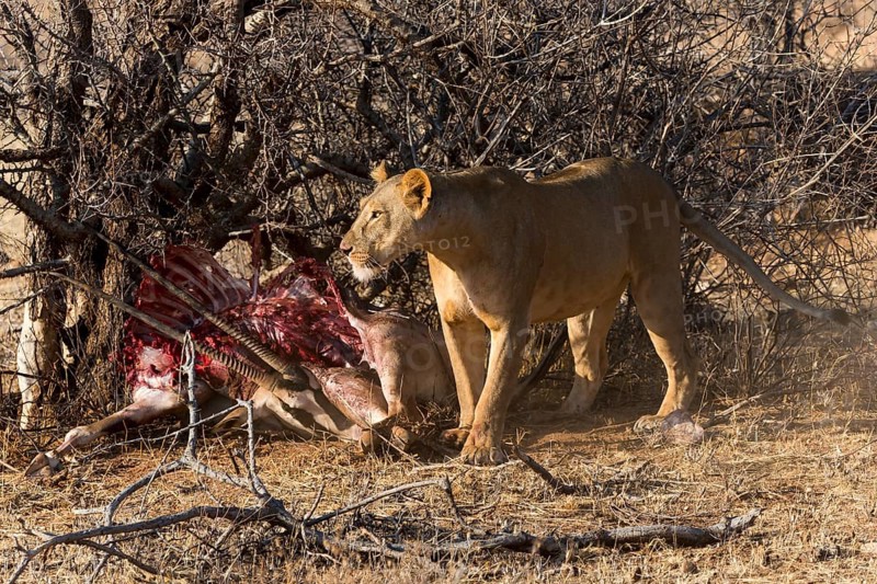 Lioness (Panthera leo) with hidden prey