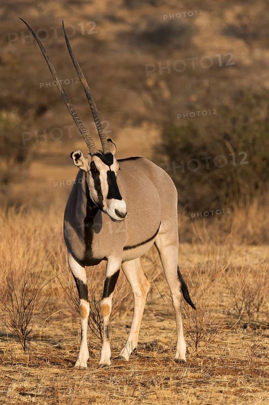 East African oryx or beisa (Oryx beisa)