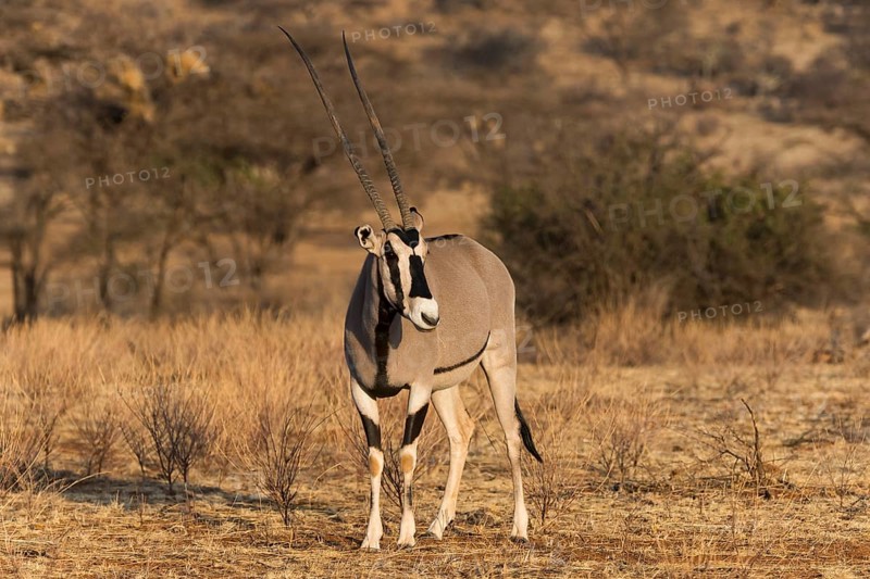 East African oryx or beisa (Oryx beisa)