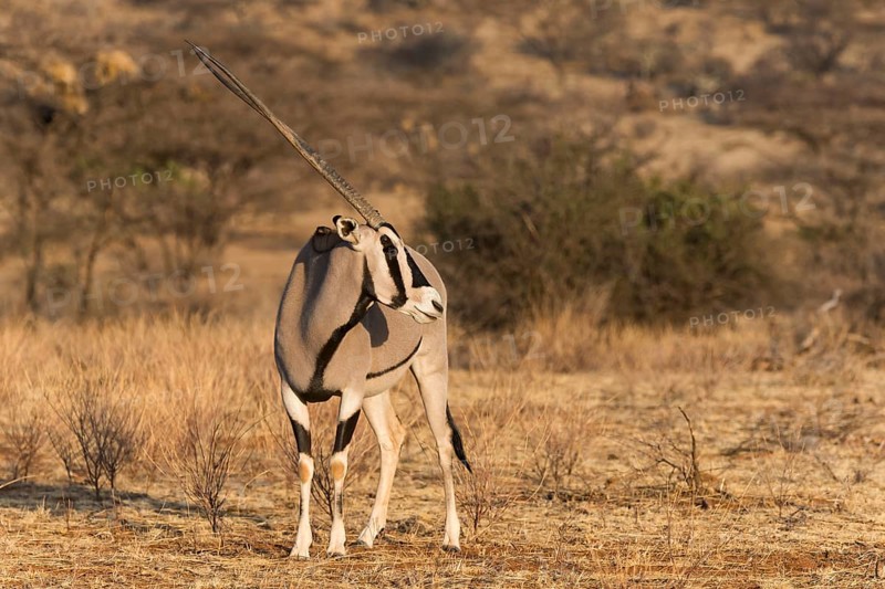 East African oryx or beisa (Oryx beisa)