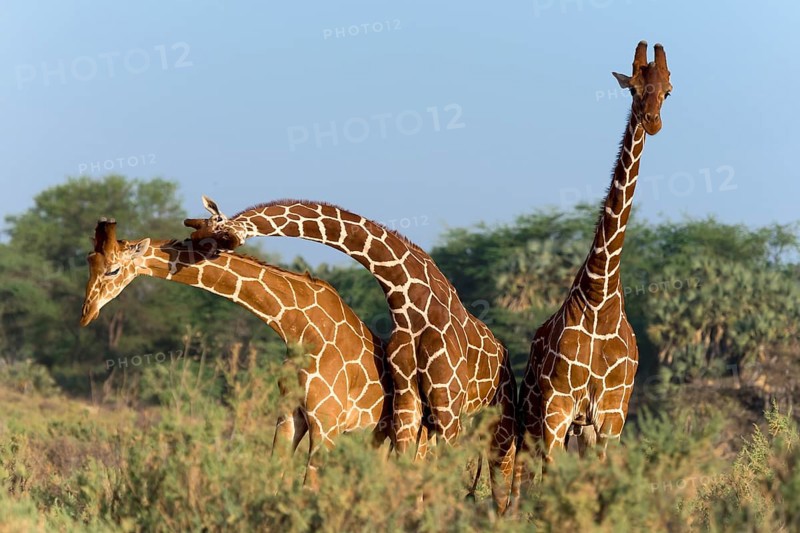 Three Somali giraffes or reticulated giraffes (Giraffa reticulata camelopardalis)