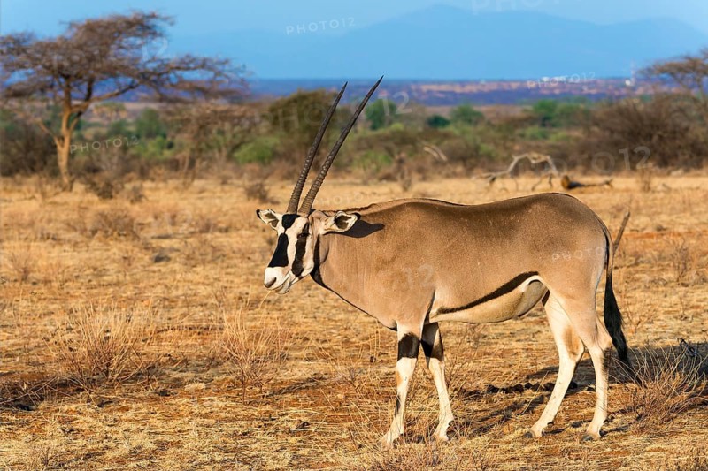 East African oryx or beisa (Oryx beisa)