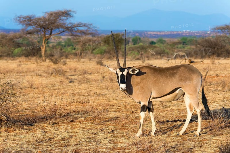 East African oryx or beisa (Oryx beisa)