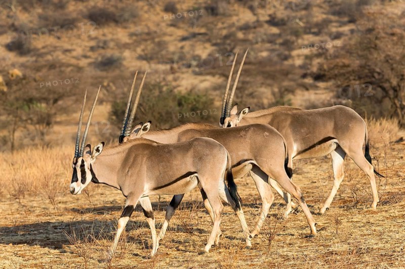 Several East African oryx or beisa (Oryx beisa) in succession
