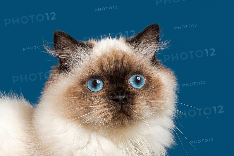 British longhair cat