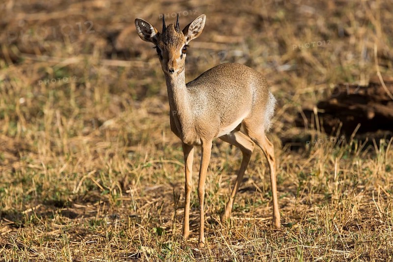 Gunther's dik-dik (Madoqua guentheri)