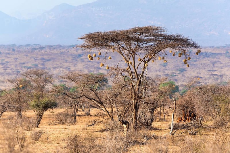 Umbrella thorn acacia (Vachellia tortilis) with weaver (Ploceidae) bird nests