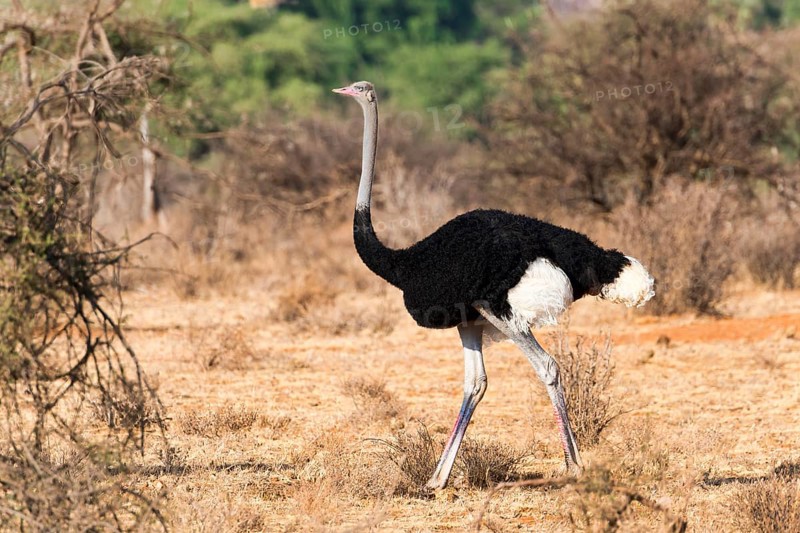 Somali ostrich (Struthio molybdophanes)