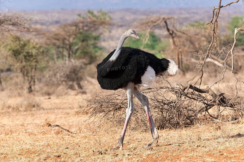 Somali ostrich (Struthio molybdophanes)
