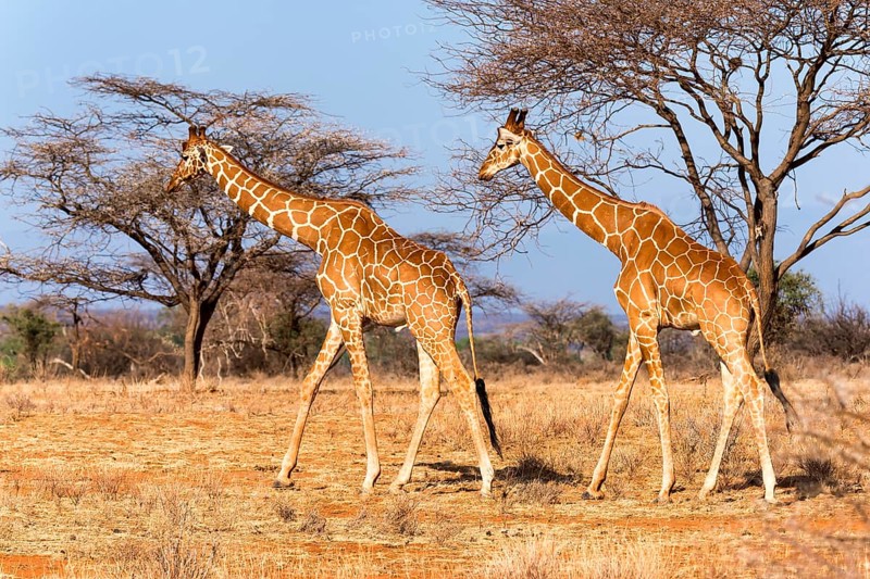 Reticulated giraffes or Somali giraffes (Giraffa reticulata camelopardalis) walking past acacia (Acacia sp.) trees