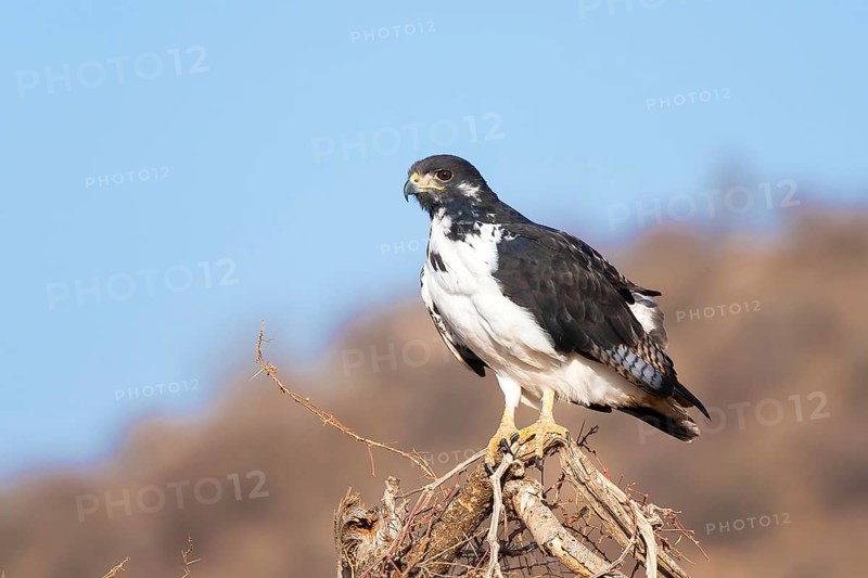 Augur buzzard (Buteo augur)