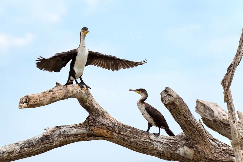 White-breasted cormorants (Phalacrocorax lucidus) on dry tree