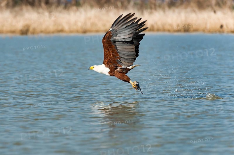 African fish eagle (Haliaeetus vocifer) with prey
