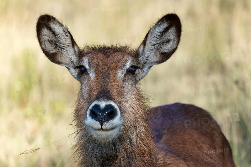 Defassa waterbuck (Kobus ellipsiprymnus defassa)