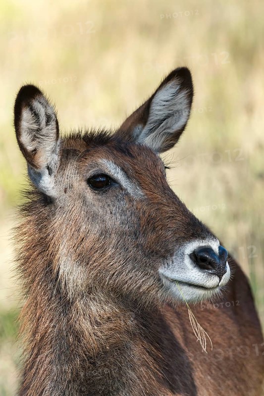 Defassa waterbuck (Kobus ellipsiprymnus defassa)