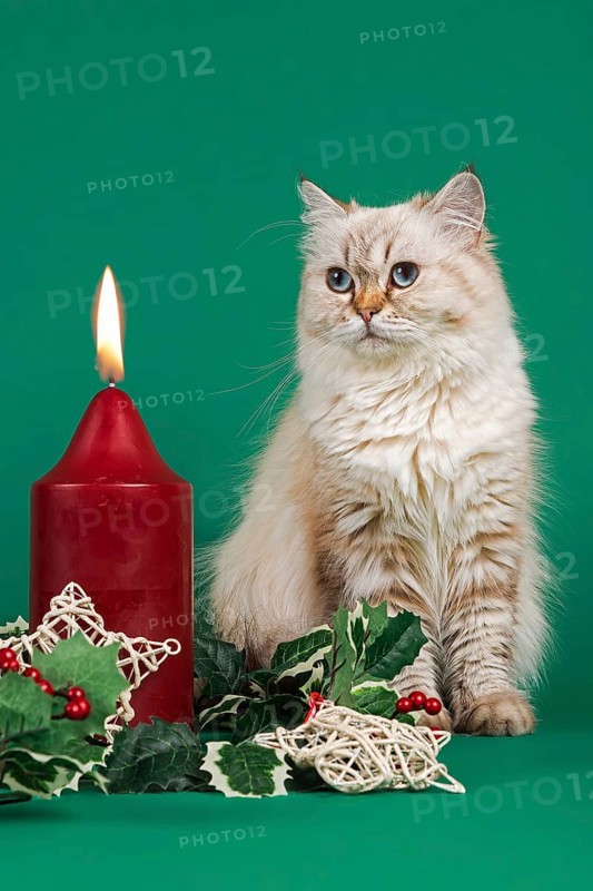 British Shorthair cat gazing at a burning candle