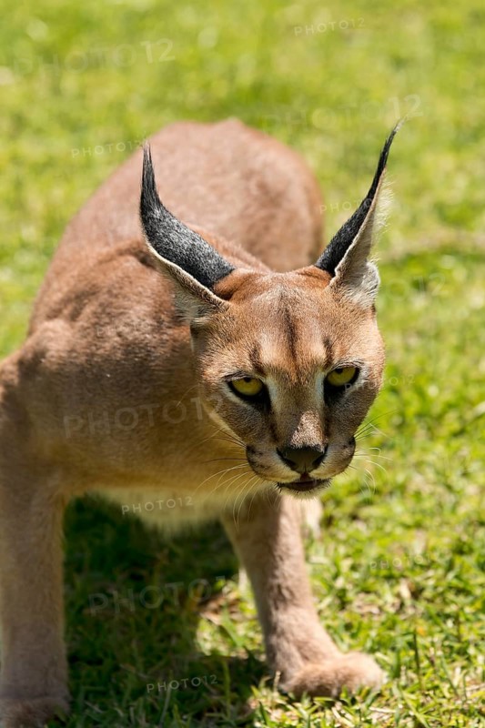 Caracal (Caracal caracal) looking aggressive